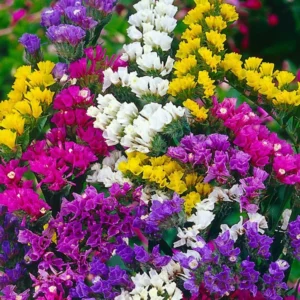 Flor Statice colorida – buquê