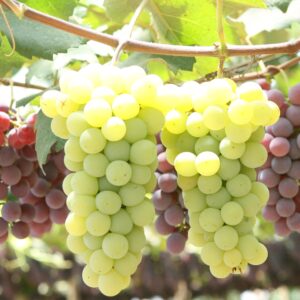 UVA NIÁGARA BRANCA (SEM AGRO) (KG)