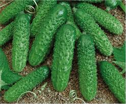 PEPINO PARA CONSERVA – 1KG