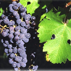 UVA PRETA COMUM (SEM AGRO) (KG)