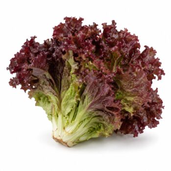 Alface Roxa
